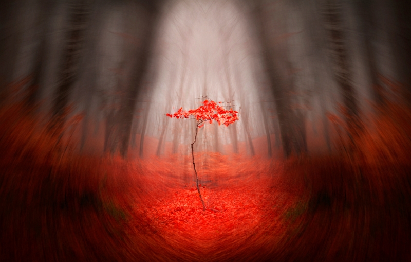 Toma Bonciu - Copacul Roșu.jpg